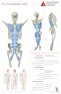 ANATOMY TRAINS POSTERS